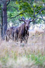moose in the forest