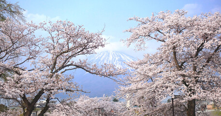 Panoramic beautiful view of Mt.fuji and Cherry blossom blooming in the Spring of Japan.