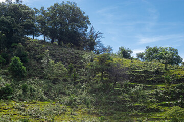 Landscape with green grass and trees on it under the blue sky
