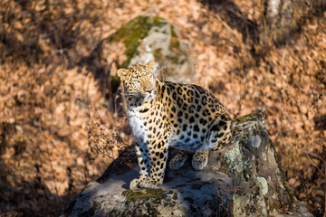 Far Eastern leopard in the autumn forest. Overall plan. A spotted leopard sits on a large boulder amid fallen leaves.