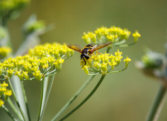 Hover fly (Chrysotoxum cautum) dinng on beautiful yellow Ragwort flowers (Senecio jacobaea) growing wild on Salisbury Plain grasslands 