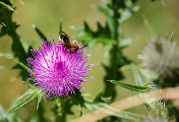 honey bee on a beautiful pink flower head of the Creeping Thistle (Cirsium arvense) growing wild on Salisbury Plain, UK