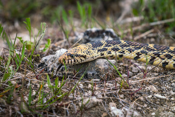  bullsnake (Pituophis catenifer sayi ) in Yellowstone National park