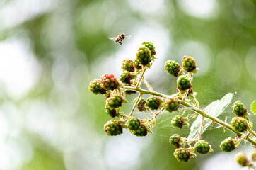 Abeille en vol et Ronces (Rubus L.)
