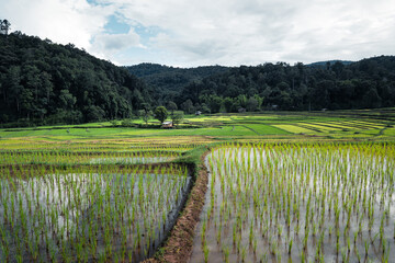 Rice fields at the beginning of cultivation