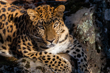 Far Eastern leopard in the autumn forest. Close-up. The spotted face of a leopard looks into the distance.