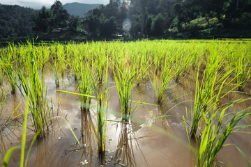 Rice fields at the beginning of cultivation