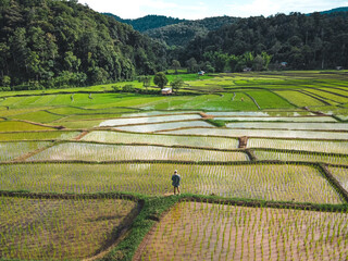 Rice fields at the beginning of cultivation