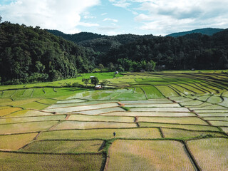 Rice fields at the beginning of cultivation