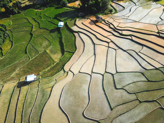 Rice fields at the beginning of cultivation