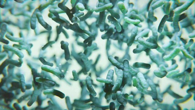 Bakterien: Legionellen, Salmonellen oder Cholera unter dem Mikroskop - 3D medizinische Animation
