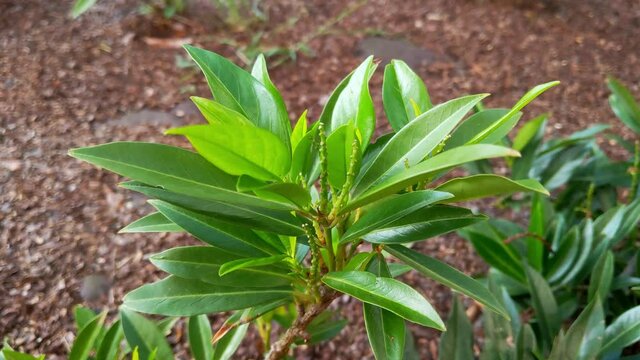Close-up of a young green bush in the park