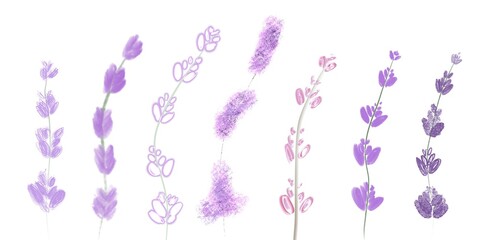 lavender flowers isolated on white , collection one