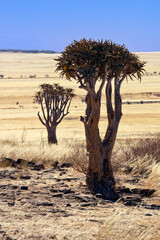 Quiver Trees - Namib Desert - Namibia