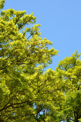 Fototapeta premium ケヤキの新緑と青空