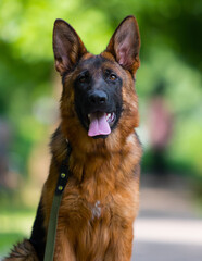 dog on a leash for a walk, german shepherd