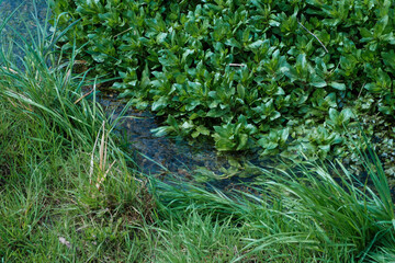 Viele unterschiedliche Wasserpflanzen an einem natürlichen Bachlauf / Gewässer
