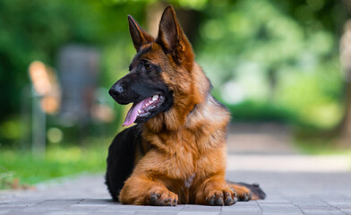 dog lies in the park in summer, german shepherd