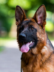 face dog breed German shepherd