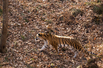 Amur tiger in the autumn forest. A beautiful wild tiger walks through fallen autumn leaves in a dense forest.