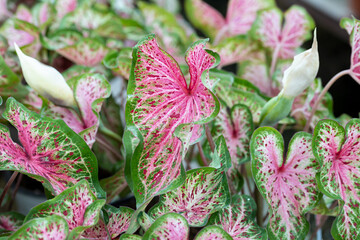 Closeup at the leaves of a Caladium plant. This cultivar is the Caladium “Heart and Soul”. It's...