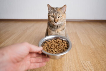 Male hand with dry food. The cat is waiting to be fed. Point of view.