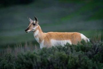 Fotobehang A pronghorn antelope © Pavel