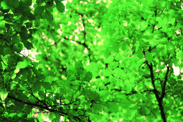 summer landscape in forest background panorama nature summer season landscape trees