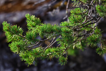 summer landscape in forest background panorama nature summer season landscape trees