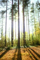 summer landscape in forest background panorama nature summer season landscape trees