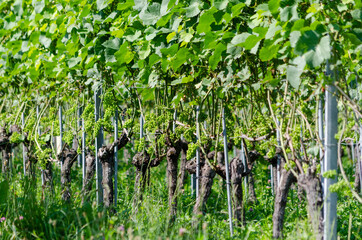 Fototapeta na wymiar Vignes en Suisse