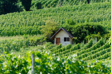 Vignobles au Landeron, Neuchâtel, Suisse