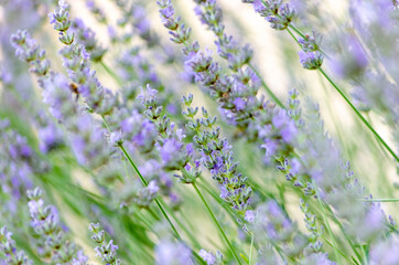 Lavande officinale (Lavandula angustifolia Mill.)