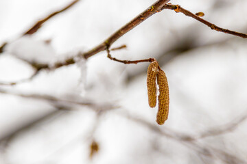Naklejka premium branches of trees covered with snow and drops of water