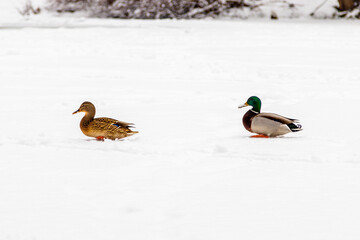 Ducks and drakes walk on snow and on a frozen lake