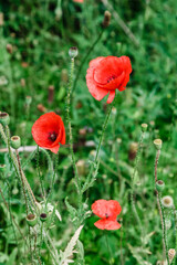 wonderful red poppies in green grass