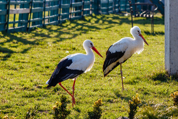 beautiful storks walk on the grass