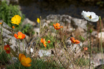 Papaver alpinum - Pavot des Alpes