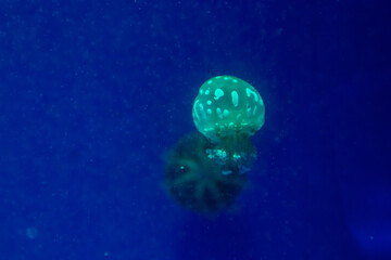 Naklejka na ściany i meble small jellyfish