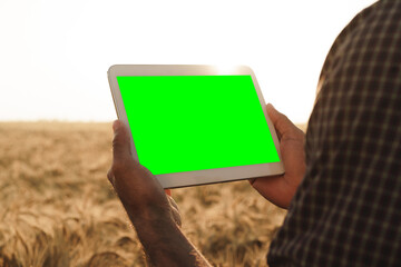 Close up of farmer's hands holding tablet with green screen in wheat field