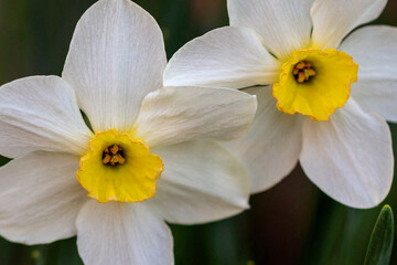 Obraz na płótnie Canvas beautiful summer Poeticus daffodils
