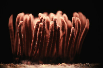 plasmodium mold fungi, microscope close-up little life, unusual fungi mold in the forest