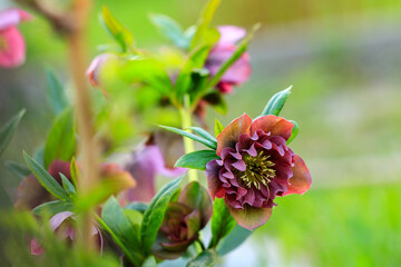 beautiful glade Hellebore