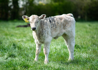 Obraz premium cow and calf