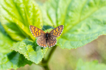 beautiful butterfly sitting on green leaf