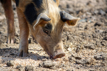 Pig in the mud