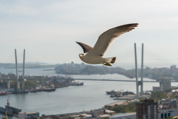 Fototapeta na wymiar Flying seagull in the light blue sky.