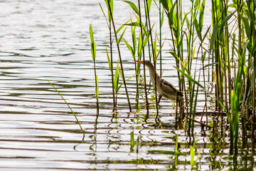 beautiful bird kulik - sparrow in reeds