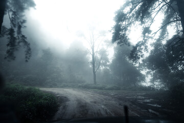 Road in a tropical forest,The road into the tropical humid forest