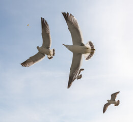 Flying seagulls over light blue sky.